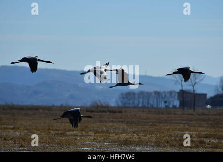 Bijie. 1st Jan, 2017. Black-necked cranes fly over Caohai national nature reserve in southwest China's Guizhou Province, Jan. 1, 2017. © Yang Wenbin/Xinhua/Alamy Live News Stock Photo