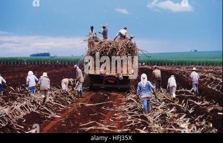 Sugar cane planting in Brazil. Field workers chop stalks of cane, replanting the segments in furrows where they will grow to mature cane plants. Stock Photo