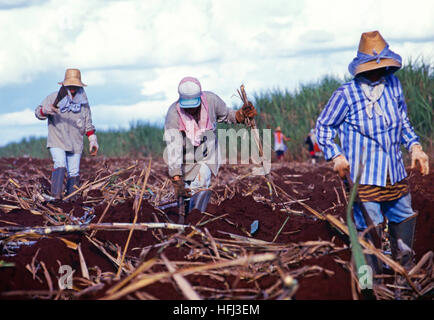 Sugar cane planting in Brazil. Field workers chop stalks of cane, replanting the segments in furrows where they will grow to mature cane plants. Stock Photo