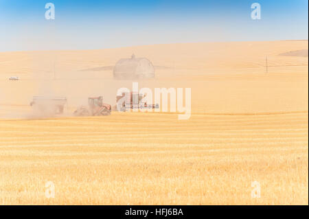 Wheat harvest in Eastern Washington state. Fields of golden grain are harvested for export and domestic consumption. Stock Photo