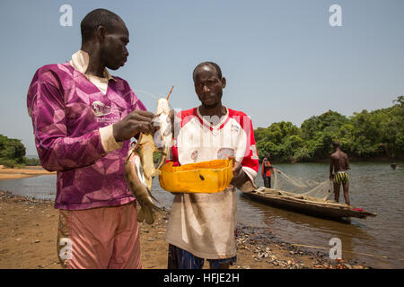 Baro village, Guinea, 1st May 2015: Fishermen catch fish in their net. This time is normally good for fishing because the river level is low. Stock Photo