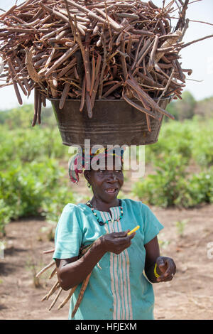 Gbderedou Baranama, Guinea, 2nd May 2015; Dalamba Keita, collecting Néré seed pods and firewood  from forest trees with the help of her grandchildren. Stock Photo