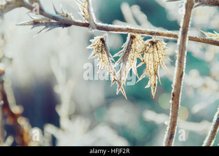 frozen plants Stock Photo