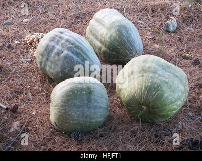 Large green pumpkins on bed of pine needles Stock Photo