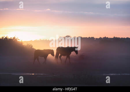 wild New Forest ponies in the sunrise in Ocknell, New Forest, Lyndhurst, Hampshire, England, UK
