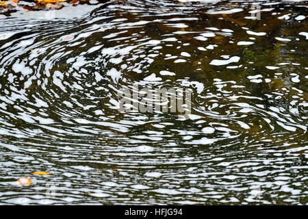 White foam floating on the surface of a pond in a stream in Alberta Canada