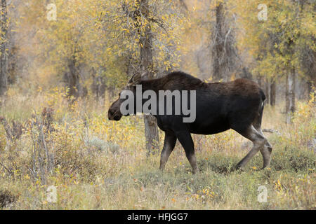 Female moose walking in woods Grand Tetons national park Stock Photo