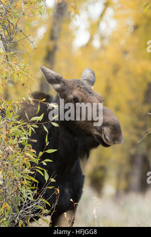 female moose in woods Stock Photo