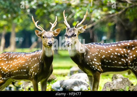 A pair of chital (Axis axis) in captivity. Jakarta, Indonesia. Stock Photo