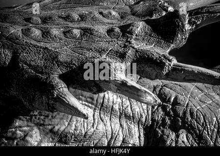 Tyrannosaurus rex dinosaur tusks, long, sharp teeth Stock Photo