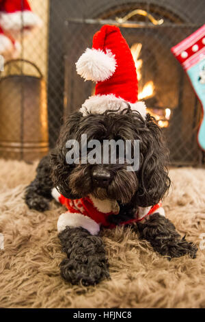 A small dog in a Christmas hat and coat in front of a fire Stock Photo