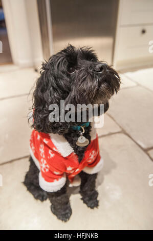 A dog in a Christmas suit sits in a kitched Stock Photo