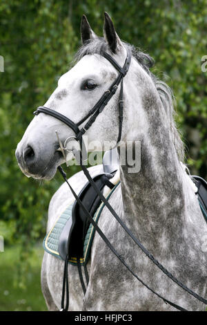 Purebred gray lipizzaner stallion under saddle Stock Photo