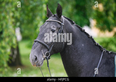 Lipizzaner stallion with braided mane on beautiful animal farm summertime Stock Photo