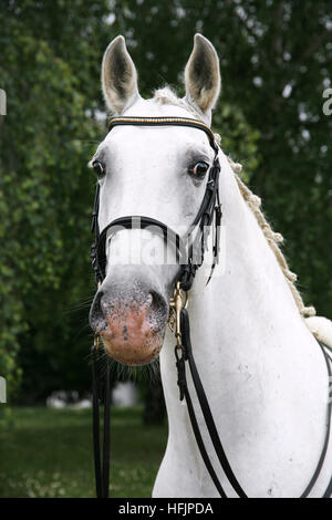 Portrait of a purebred gray lipizzaner stallion under saddle Stock Photo