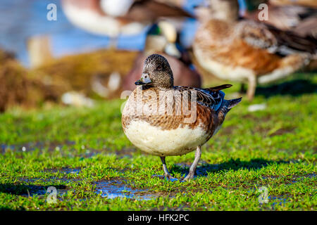 A female american wigeon stands by the lake, with a group of wigeons in the background. Stock Photo