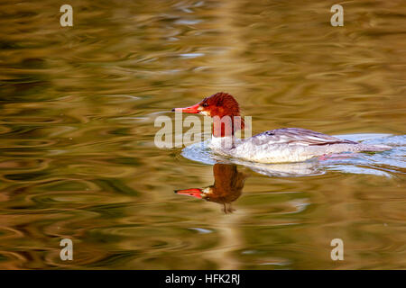 A female common merganser swims in the lake, with reflection in the water. Stock Photo