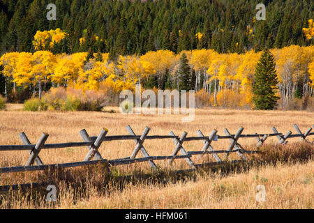 Fence with quaking aspen, Red Rock Lakes National Wildlife Refuge, Montana Stock Photo