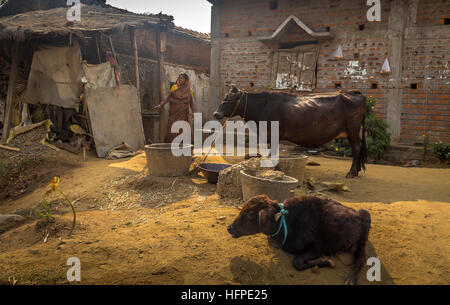 Tribal woman feeding her cattle at a rural Indian village in Bankura, West Bengal. Stock Photo