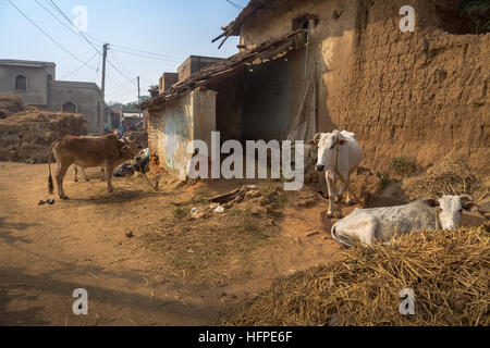 Rural Indian village with cattle and mud houses with thatched roof in Bankura, West Bengal, India. Stock Photo