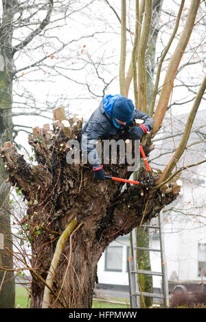 Several people are working on the pollarding willows in winter, Zeeland The Netherlands Stock Photo