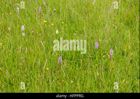 Fragrant Orchids, Gymnadenia conopsea in a Meadow Stock Photo