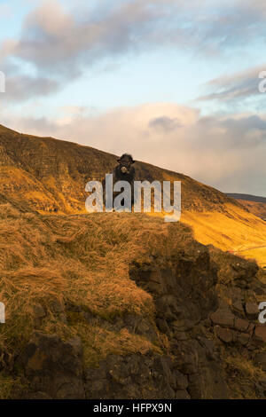 Sheep on cliffside at Vagar, Faroe Islands, Denmark in evening sunlight in April - Faroes Stock Photo