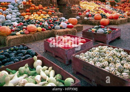 Keremeos, BC, Similkameen Valley, British Columbia, Canada - Fresh Winter Squash and Pumpkin Harvest Variety at Farmer's Market Stock Photo