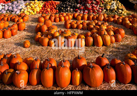 Keremeos, BC, Similkameen Valley, British Columbia, Canada - Fresh Pumpkin Harvest Display at Farmer's Market for Hallowe'en Stock Photo