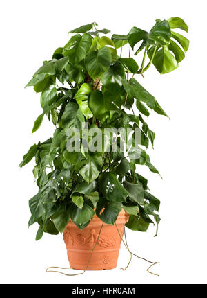 Leafy green delicious monster plant in a terracotta flowerpot growing up a central stake Stock Photo