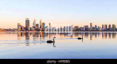 Two black swans (Cygnus atratus) on the Swan River at sunrise. Perth Australia. The black swan is the state bird of Western Australia Stock Photo