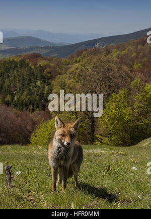 Red Fox, high in the Monti Sibillini National Park, Apennines, Italy. Stock Photo