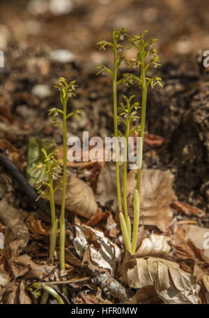 Coralroot orchid, Corallorhiza trifida, group in beech woodland Stock Photo