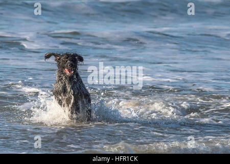 German Wirehaired Pointer enjoying playing in the sea. Stock Photo