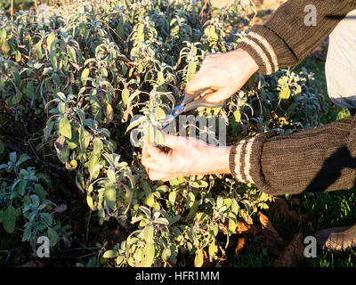 Gardener harvesting sage (Salvia officinalis)  leaves in a herb garden to make fresh sage tea.. Stock Photo