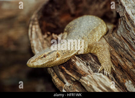 adult Bengal Monitor  or Common Indian Monitor, (Varanus bengalensis), emerges from a hollowed out tree trunk,Rajasthan,India Stock Photo