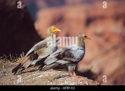 Egyptian Vultures,(Neophron percnopterus), two adult birds perched at roosting site on cliff edge,Bharatpur,Rajasthan,India Stock Photo