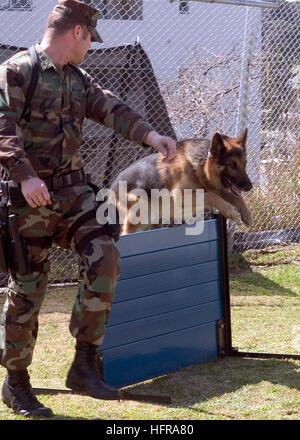 070314-N-0483B-002 YOKOSUKA, Japan (March 14, 2007) - Master-at-Arms 2nd Class Howard Avery trains Jack, a military working dog, as he jumps over a low wall of an obstacle course on board Commander Fleet Activities Yokosuka. The working dogs run the obstacle course to keep in shape and to prepare for real life scenarios. U.S. Navy photo by Mass Communication Specialist Seaman Kari R. Bergman (RELEASED) US Navy 070314-N-0483B-002 Master-at-Arms 2nd Class Howard Avery trains Jack, a military working dog, as he jumps over a low wall of an obstacle course Stock Photo
