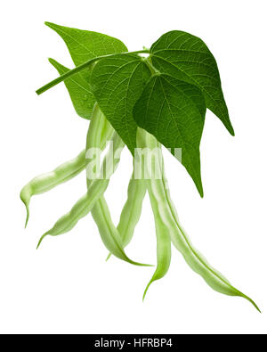 Hanging haricot bean (Phaseolus vulgaris) pods with leaves. Clipping path Stock Photo