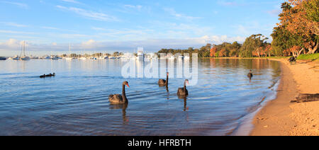 Black Swans (Cygnus atratus) on the Swan River at Matilda Bay Reserve.  Western Australia Stock Photo