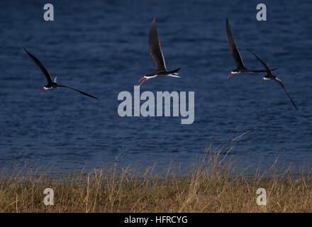 African Skimmer (Rynchops flavirostris) flying over the Chobe River, Chobe National Park, Botswana Stock Photo