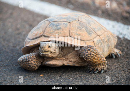 Agassiz's desert tortoise (Gopherus agassizii) crossing road, Valley of Fire, Mojave Desert, Nevada, USA Stock Photo