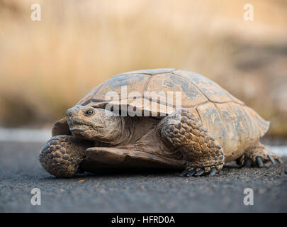 Agassiz's desert tortoise (Gopherus agassizii) crossing road, Valley of Fire, Mojave Desert, Nevada, USA Stock Photo