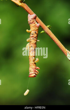 Peppered Moth (Biston betularia) parasite grubs emerging from caterpillar and spinning cocoons Stock Photo