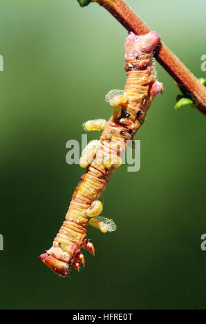 Peppered Moth (Biston betularia) parasite grubs emerging from caterpillar and spinning cocoons Stock Photo