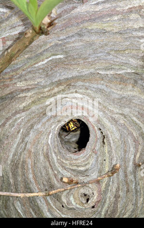 Wasp nest Stock Photo