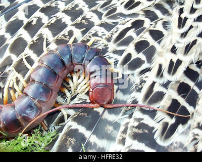 Amazonian giant centipede (Scolopendra gigantea) Stock Photo