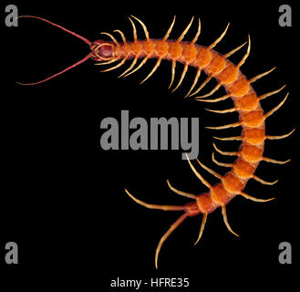 Amazonian giant centipede (Scolopendra gigantea) Stock Photo