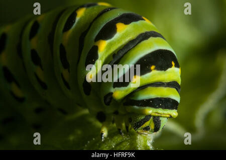 An Oregon swallowtail caterpillar. Stock Photo