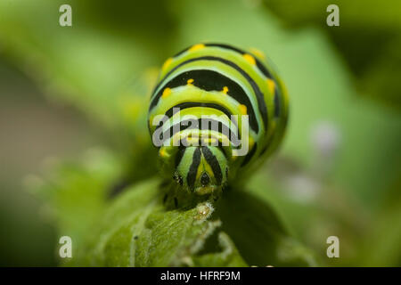 An Oregon swallowtail caterpillar. Stock Photo